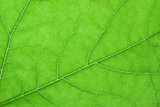 Leaf Pattern